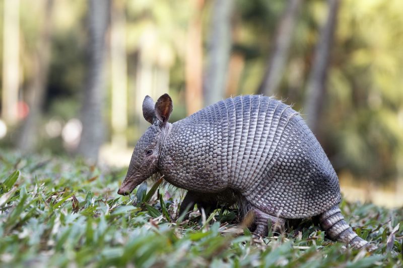 Armadillo Control