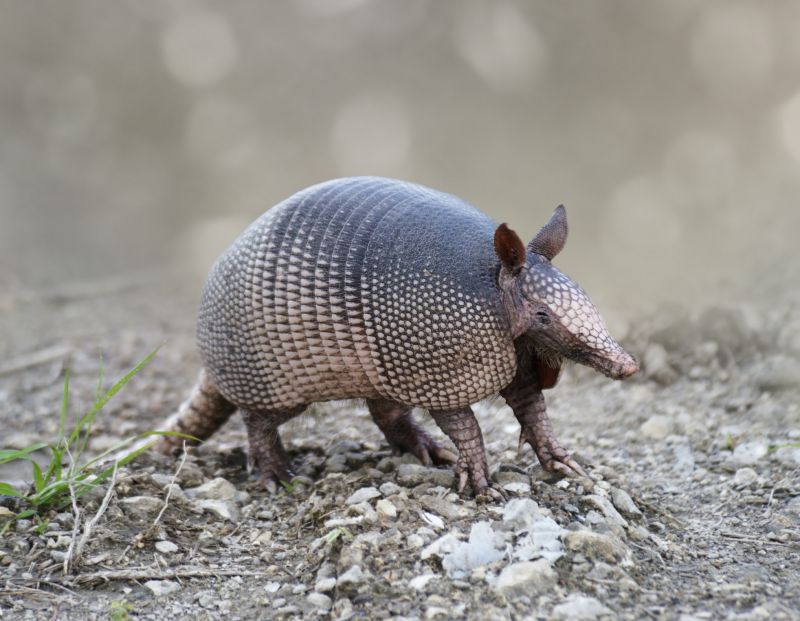 Armadillo Control