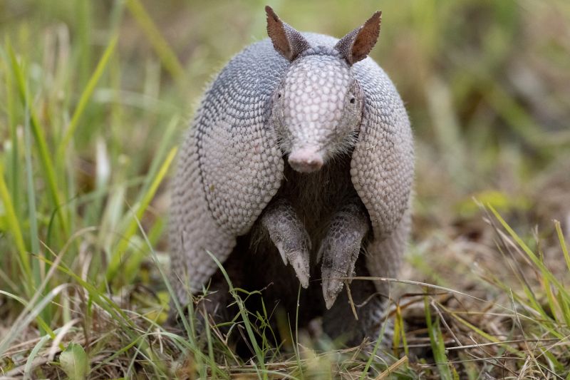 Armadillo Control