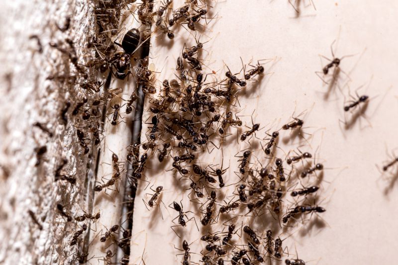 Black Ant Extermination in Frisco, TX