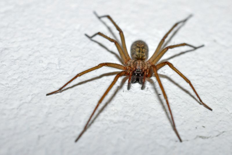 Brown Recluse Extermination in Rockwall, TX