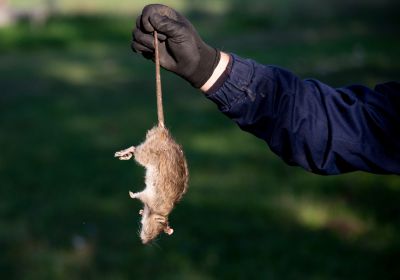 Cost of Armadillo Control — Cost of Armadillo Control