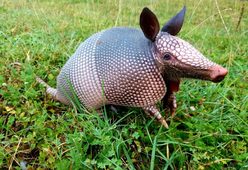 Cost of Armadillo Control — Cost of Armadillo Control