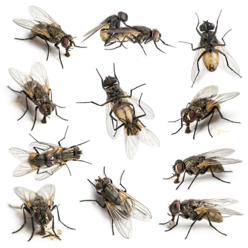 Fly Infestation Extermination in Katy, TX