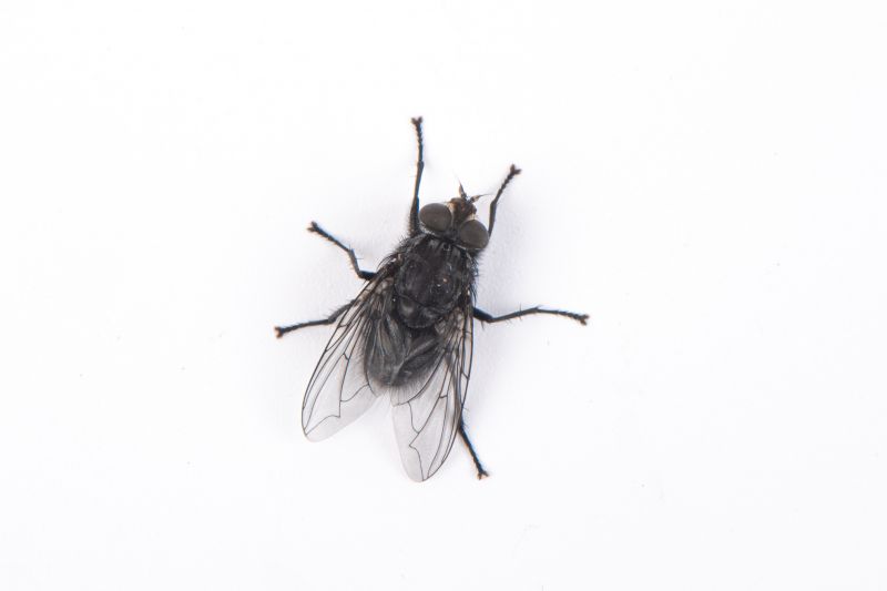 Fly Pest Control in Frisco, TX
