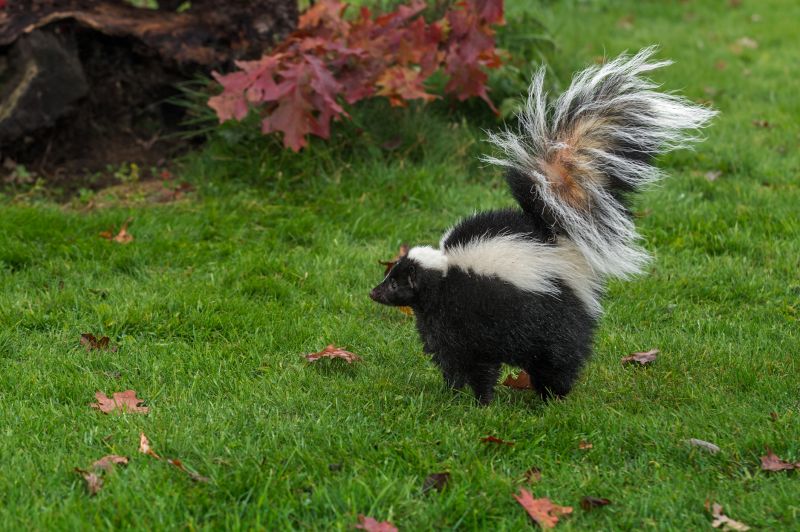 Skunk Extermination