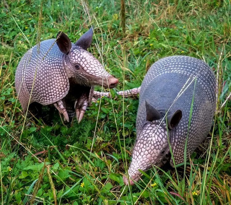 Why Armadillo Burrows Cause Long-Term Yard And Soil Damage