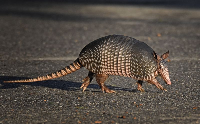 Why Armadillos Dig Up Yards And Undermine Soil Stability