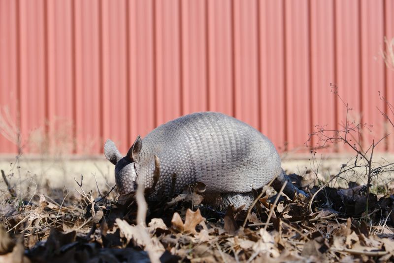 Why Armadillos Dig Up Yards And Undermine Soil Stability