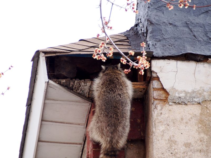 Raccoon in the Attic