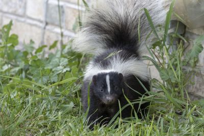 Skunk Near Property