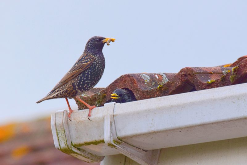 Birds on Gutter