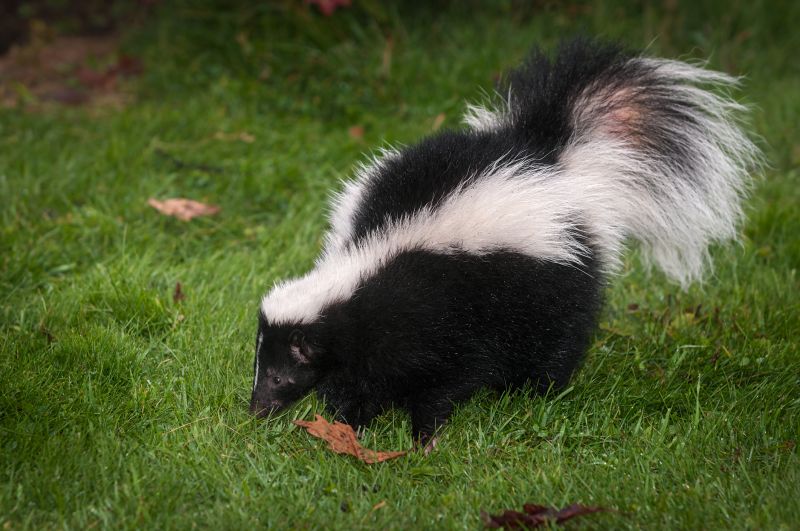 Skunk Near Garden